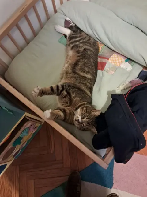 chat perdu 83120 Sainte-Maxime Nova chat lost 83120 Sainte-Maxime Nova