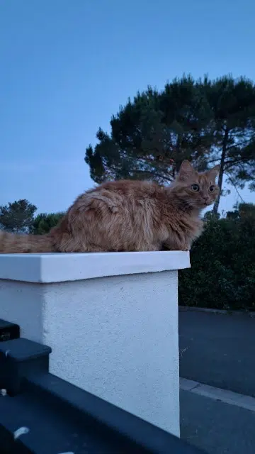 chat lost   83600 Bagnols-en-Forêt Numérobis