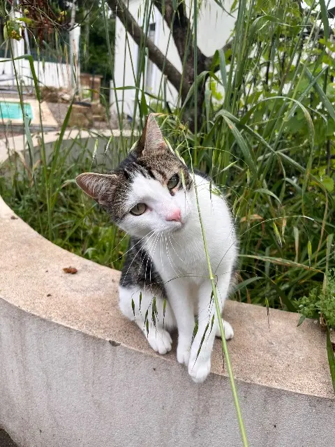 chat lost   83300 Draguignan Néo