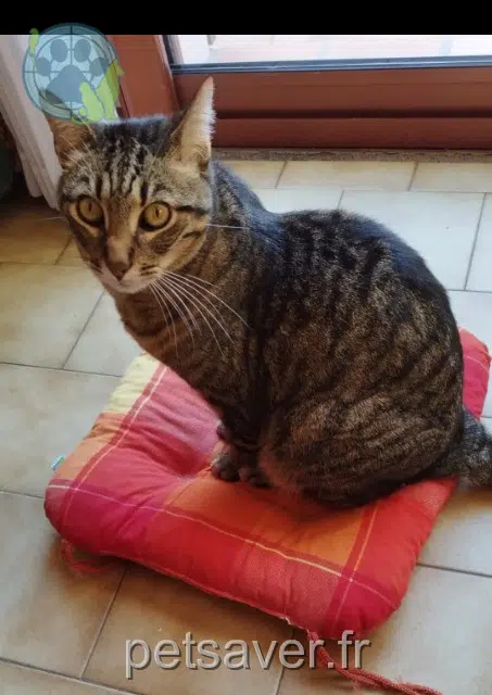 chat lost   83220 Le Pradet Néôn