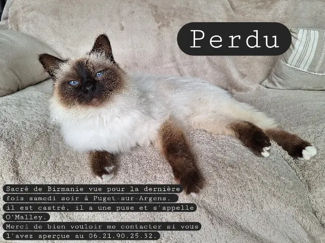Chat Perdu 83 Var - O'malley Chat Perdu 83 Var - O'malley