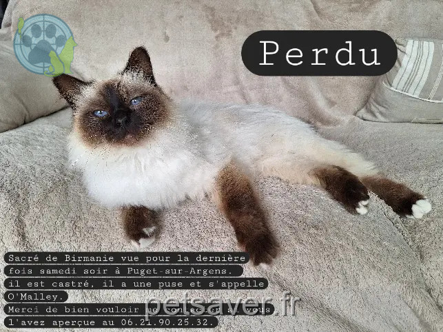 Chat Perdu 83 Var - O'malley Chat Perdu 83 Var - O'malley
