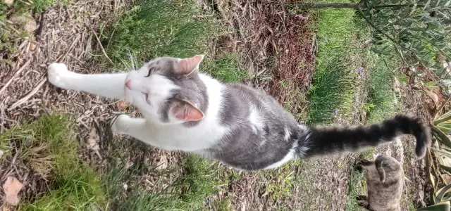 Kater vermisst 83660 Carnoules OASIS Kater lost 83660 Carnoules OASIS