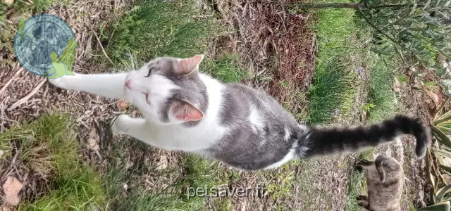 gato perdido 83660 Carnoules OASIS gato lost 83660 Carnoules OASIS