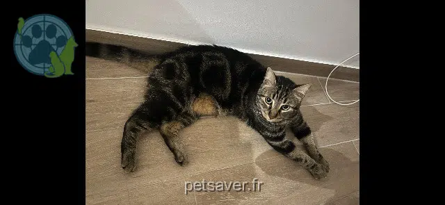 Kater lost   83500 La Seyne-sur-Mer Ocho