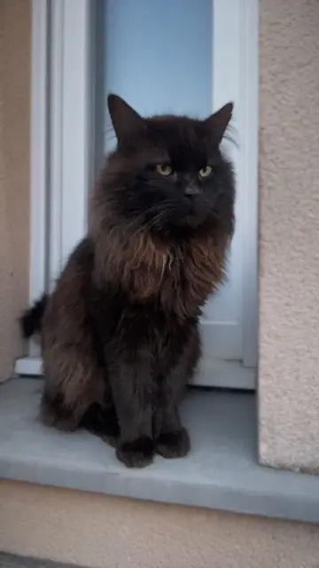 chat lost   83350 Ramatuelle Olympe