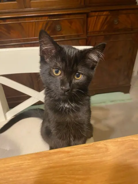 chat lost   83110 Sanary-sur-Mer Onyx