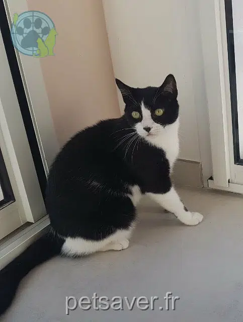 chat lost   83300 Draguignan Oreo