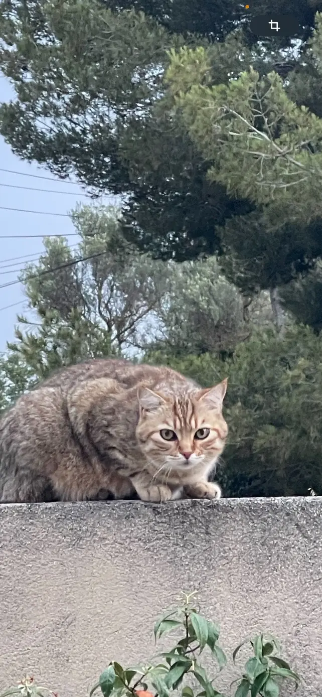 Chat Perdu 83 Var - Orsou Chat Perdu 83 Var - Orsou