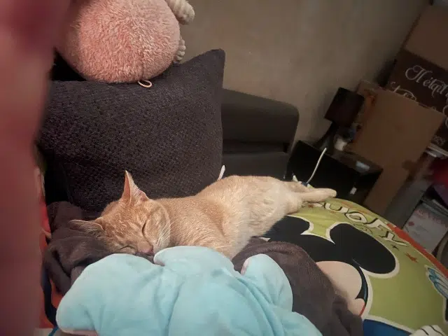 chat lost   83400 Hyères Osiris