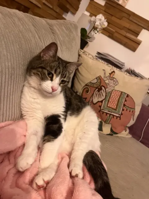 chat lost   83320 Carqueiranne Pacha