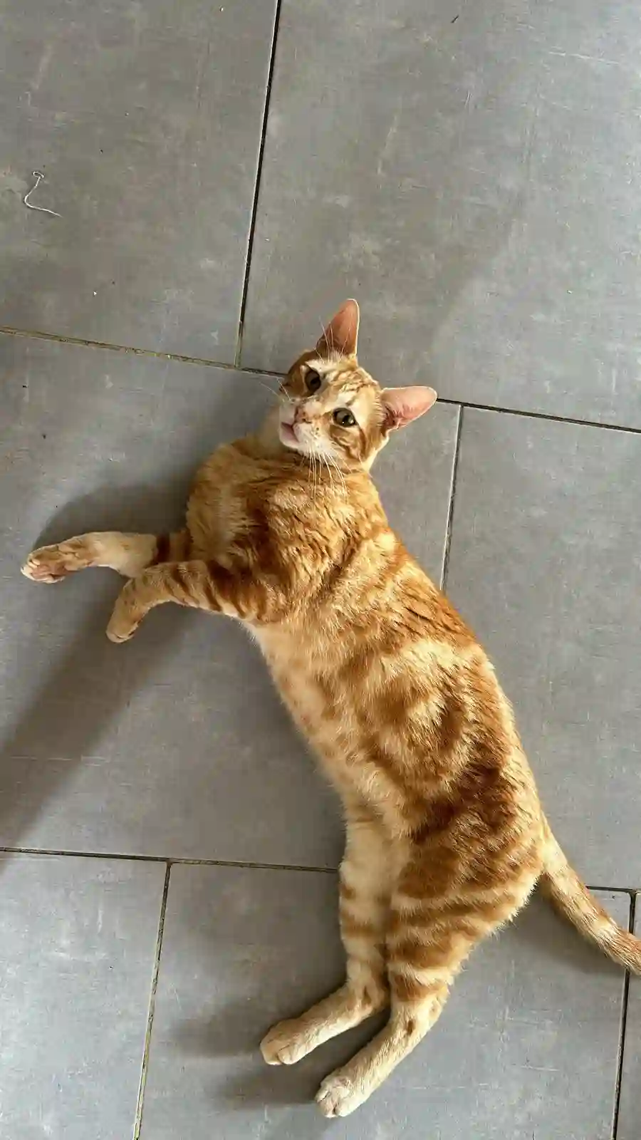 Chat Perdu 83 Var - Pancake Chat Perdu 83 Var - Pancake