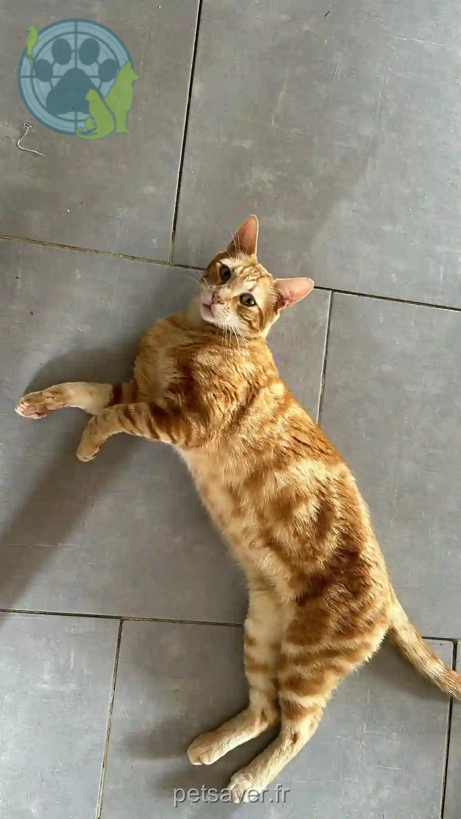 Chat Perdu 83 Var - Pancake Chat Perdu 83 Var - Pancake