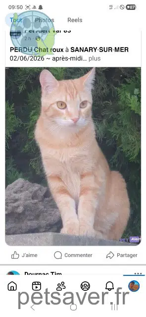 chat lost   83110 Sanary-sur-Mer Panpan