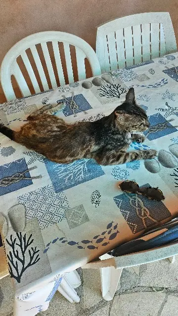 chat lost   83330 Le Beausset Panthère