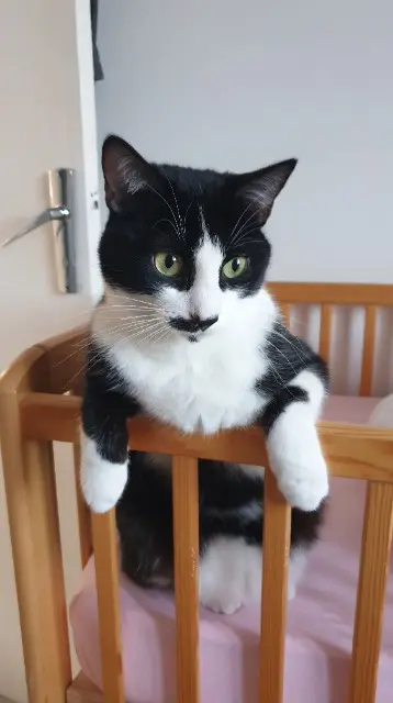 chat lost   83119 Brue-Auriac Pepito