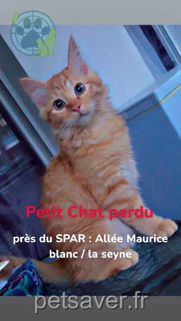 chat lost   83500 La Seyne-sur-Mer Petitchat