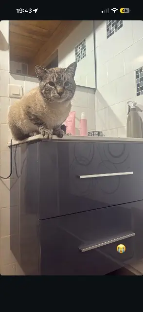 chat lost   83570 Carcès Petitchat