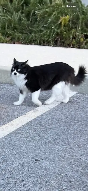 chat lost   83210 Solliès-Pont Pinceau