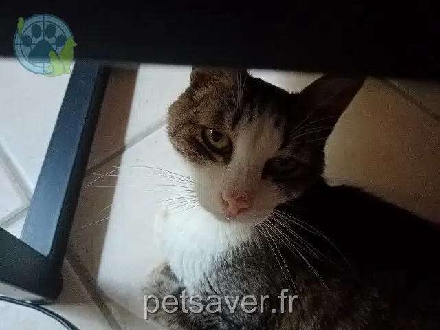 Kater vermisst 83780 Flayosc Pito Kater lost 83780 Flayosc Pito