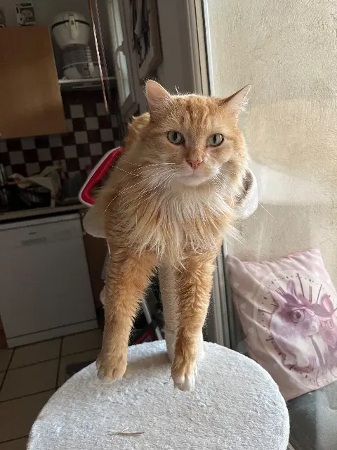 chat lost   83470 Saint-Maximin-la-Sainte-Baume Plumeau