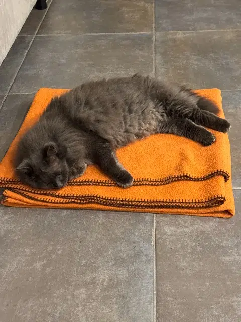 chat lost   83910 Pourrières Poutou