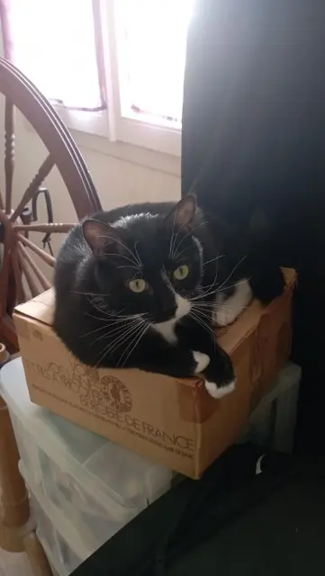 chat lost   83270 Saint-Cyr-sur-Mer Prisme