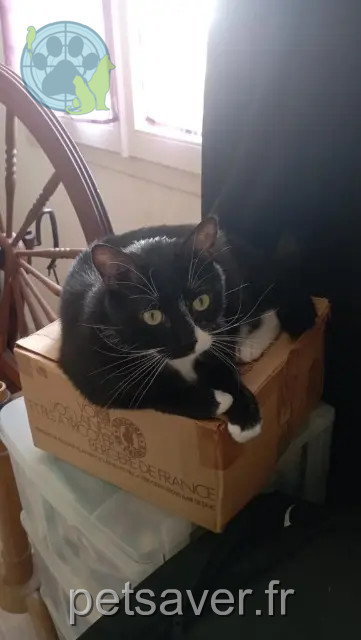 cat lost 83270 Saint-Cyr-sur-Mer Prisme cat lost 83270 Saint-Cyr-sur-Mer Prisme