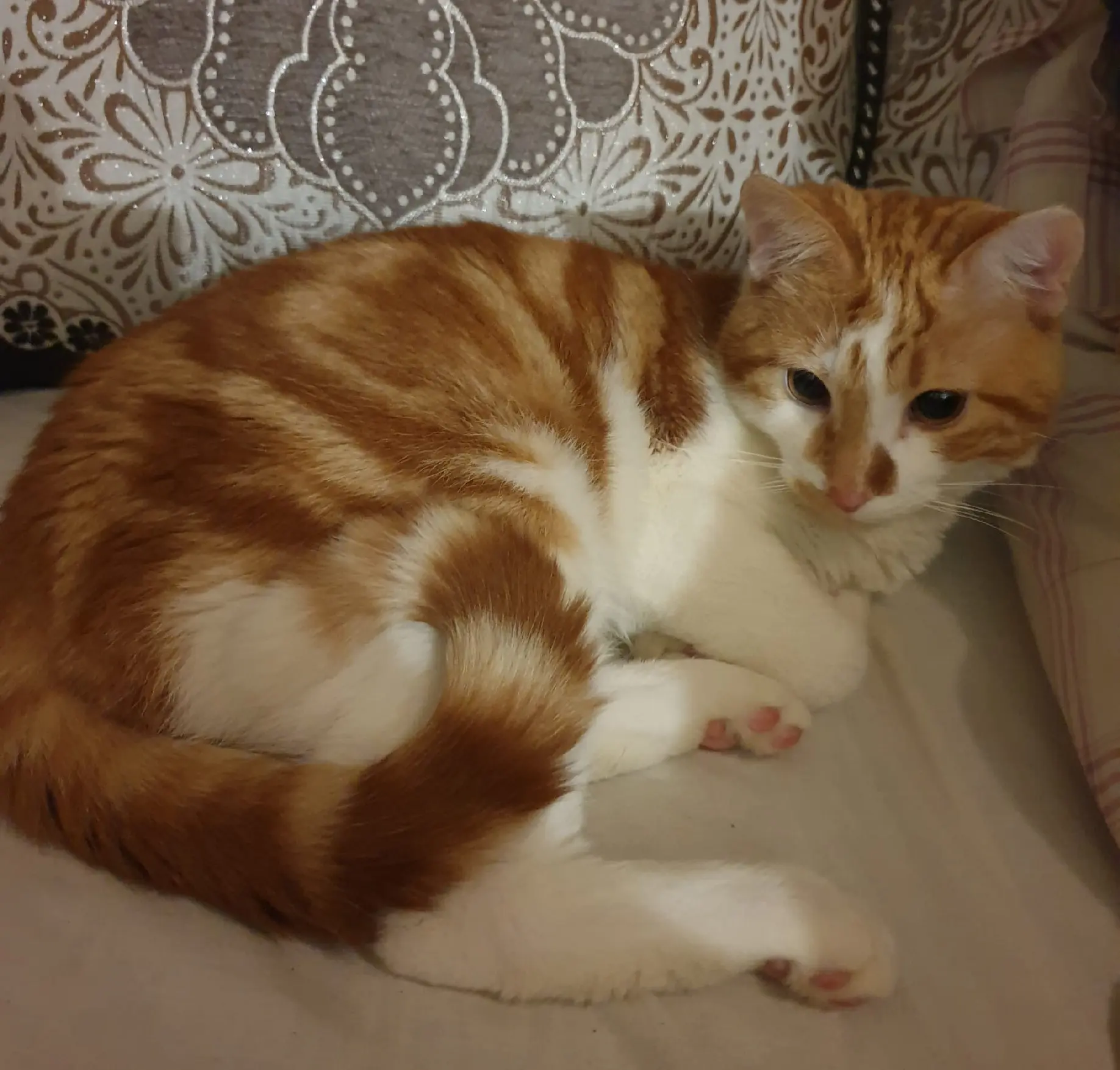 Chat Perdu 83 Var Chat Perdu 83 Var