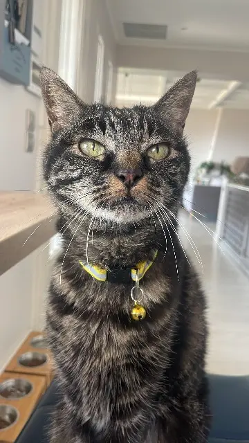 chat lost   83400 Hyères Raoul