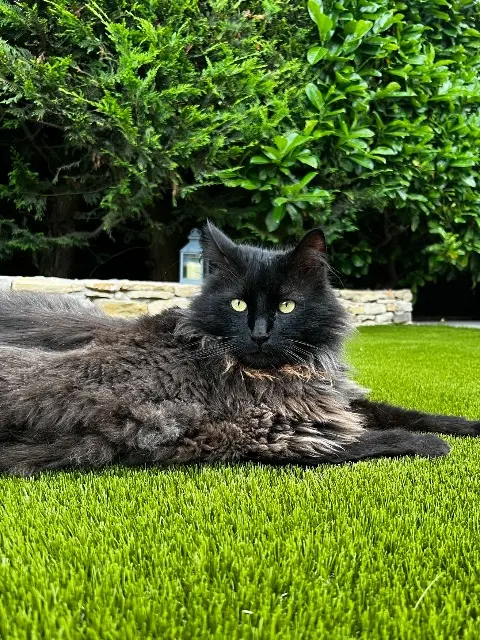 chat lost   83270 Saint-Cyr-sur-Mer Rio