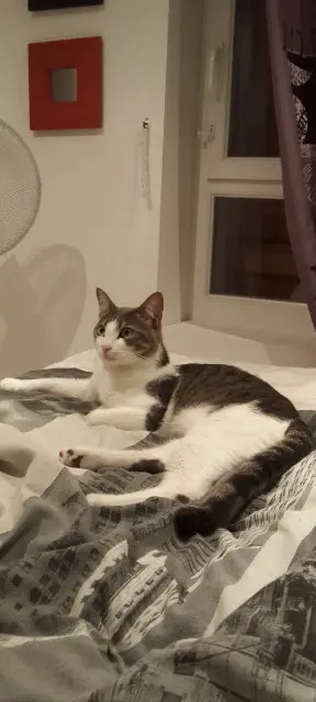 chat lost   83136 Rocbaron Rocket