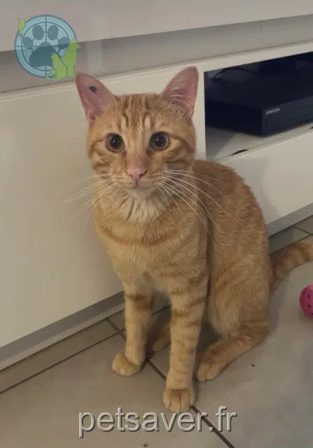 Kater lost   83470 Saint-Maximin-la-Sainte-Baume Rouky