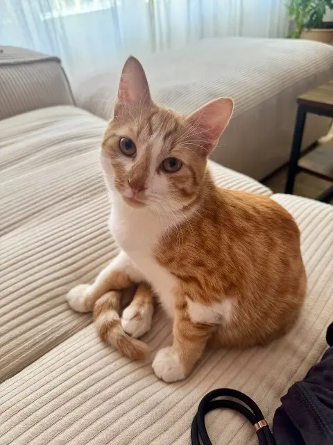 chat lost    Saint-Raphaël Ruben