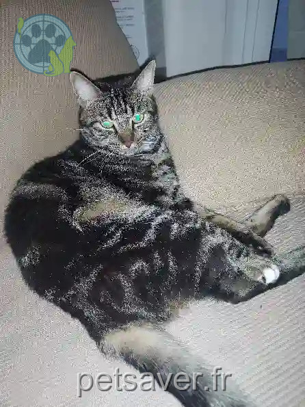 Chat Perdu 83 Var - Ruby Chat Perdu 83 Var - Ruby