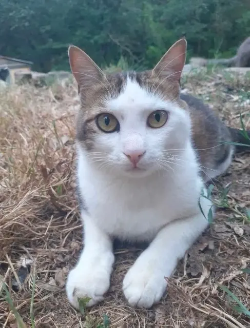 chat lost   83136 Rocbaron Sam