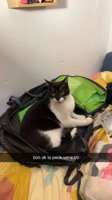 gatto perso 83990 Saint-Tropez Samba gatto lost 83990 Saint-Tropez Samba