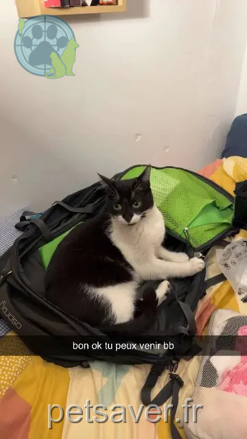 gatto perso 83990 Saint-Tropez Samba gatto lost 83990 Saint-Tropez Samba