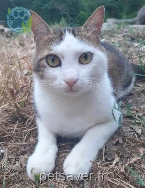 chat lost 83136 Rocbaron Sami