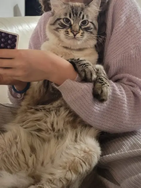 chat lost   83400 Hyères Sardine
