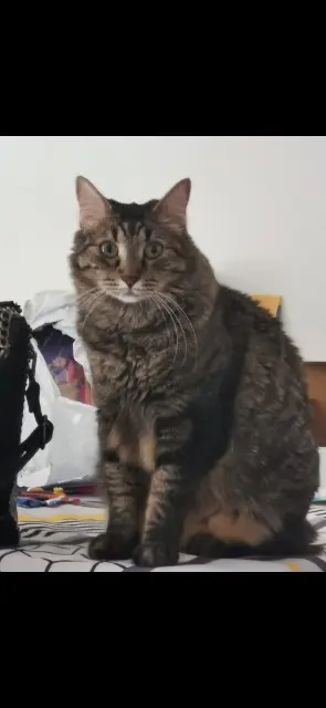 chat lost   83500 La Seyne-sur-Mer Scar