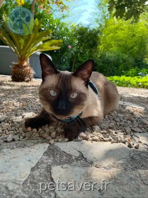 cat lost 83580 Gassin Shadow cat lost 83580 Gassin Shadow