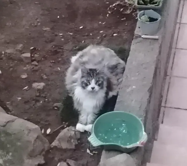 chat lost   83220 Le Pradet Silver