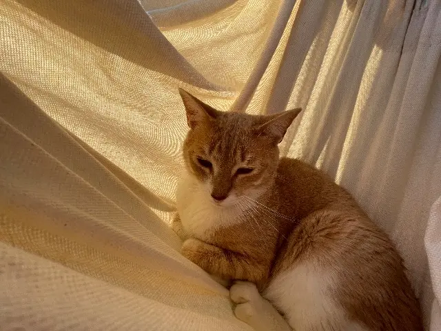 chat lost   83300 Draguignan Simba