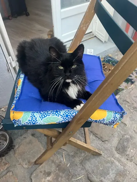 chat lost   83260 La Crau Sky