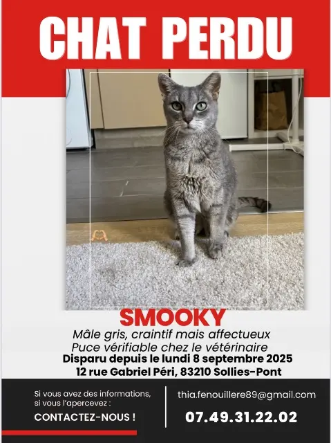 chat lost   83210 Solliès-Pont Smooky