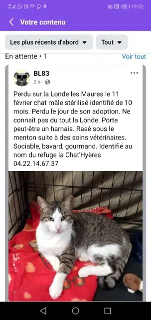 chat lost   83250 La Londe-les-Maures Spirou