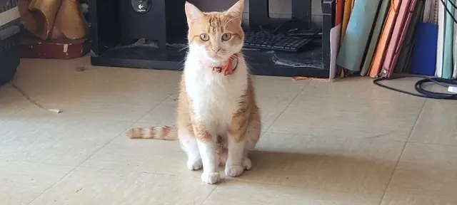 chat lost   83480 Puget-sur-Argens Sun