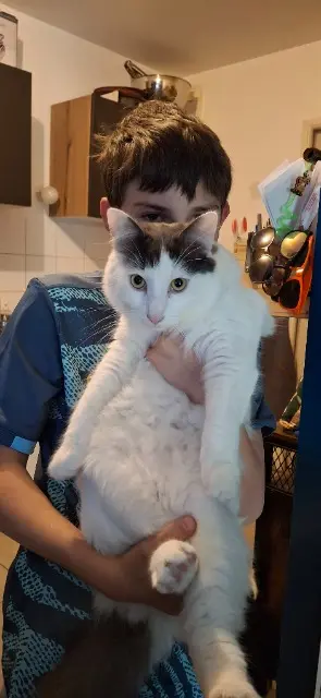 chat lost   83390 Cuers Sushi