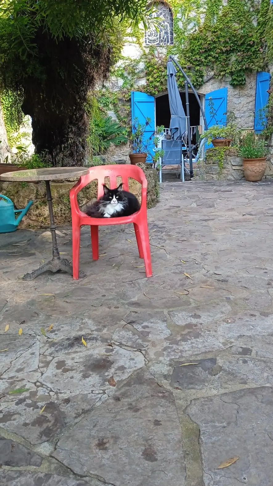 Chat Perdu 83 Var Chat Perdu 83 Var
